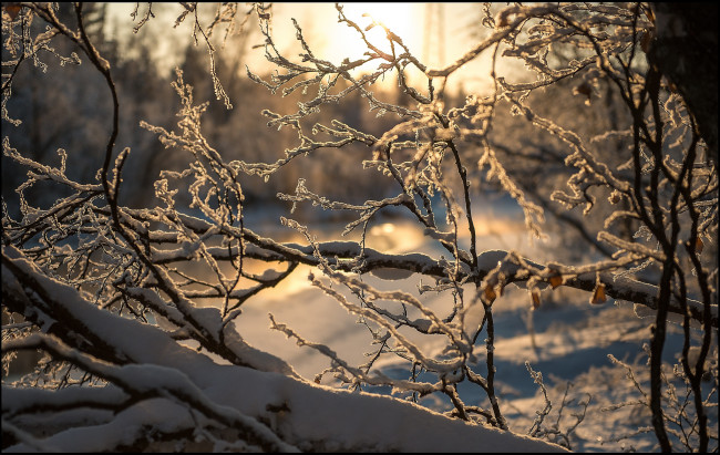 Обои картинки фото природа, зима, снег, ветки