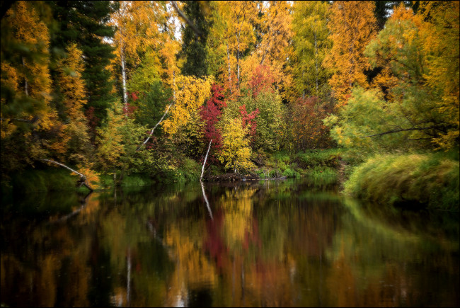 Обои картинки фото природа, реки, озера, река, лес