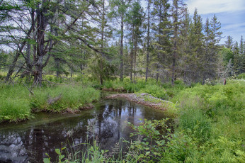 Картинка природа реки озера река лес