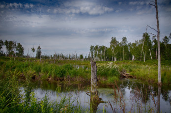 Картинка природа реки озера лес река