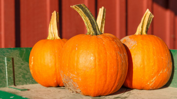 Картинка еда тыква тыквы