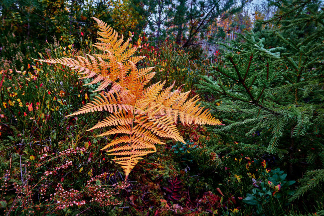 Обои картинки фото природа, листья, осень