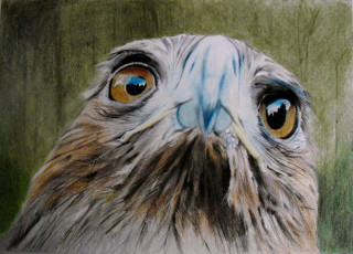 Картинка рисованное животные +птицы +орлы взгляд фон птица