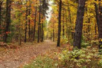 Картинка природа лес листопад осень