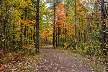 Картинка природа лес листопад осень