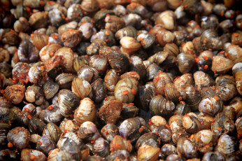 Картинка еда рыба +морепродукты +суши +роллы улитки