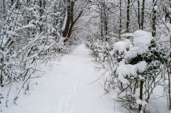 Картинка природа зима снег