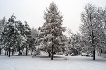 Картинка природа зима снег