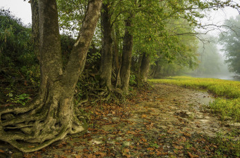 Картинка природа деревья простор