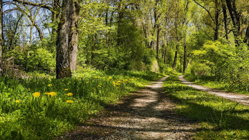 Картинка природа дороги лето дорога лесная