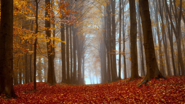 Картинка природа лес осень