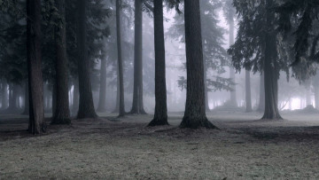 Картинка природа лес туман