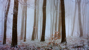 Картинка природа лес туман