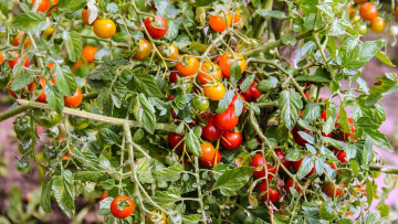 Картинка природа плоды помидоры