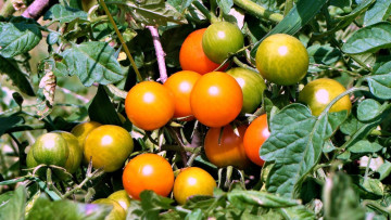 Картинка природа плоды помидоры