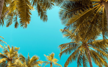 Картинка природа деревья пальма