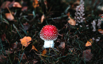Картинка природа грибы +мухомор одиночка