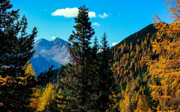 Картинка природа лес осень