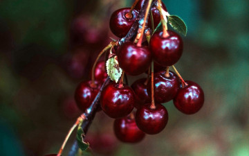 Картинка природа Ягоды вишни