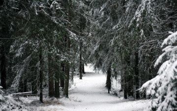 Картинка природа зима снег