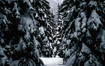 Картинка природа зима снег