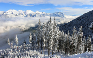 Картинка природа зима снег