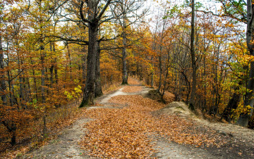 Картинка природа лес осень листопад