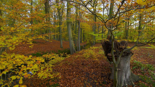 Обои картинки фото природа, лес, осень