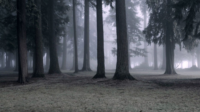 Обои картинки фото природа, лес, туман