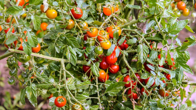 Обои картинки фото природа, плоды, помидоры