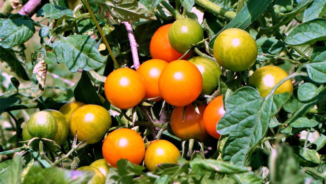 Обои картинки фото природа, плоды, помидоры