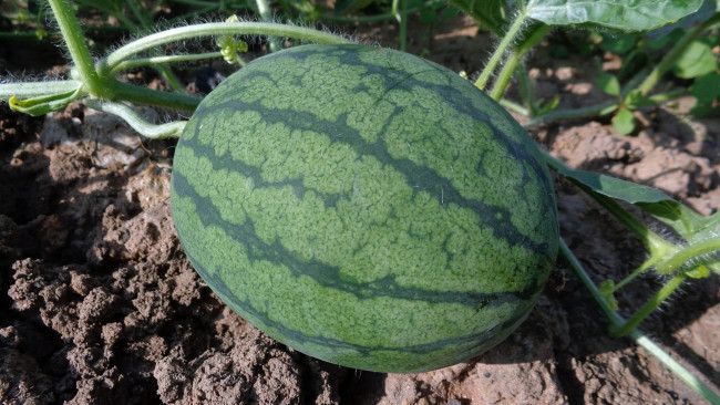 Обои картинки фото природа, Ягоды, арбуз, баштан