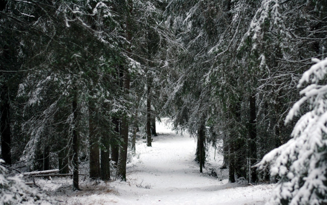 Обои картинки фото природа, зима, снег