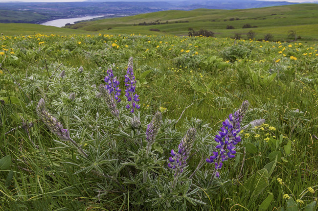 Обои картинки фото природа, луга, простор