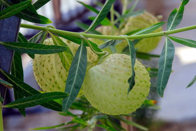 Обои картинки фото природа, плоды, экзотика