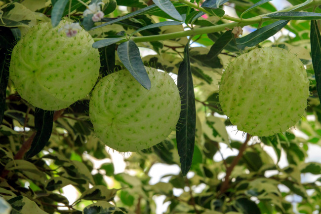 Обои картинки фото природа, плоды, экзотика