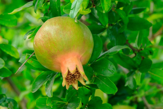 Обои картинки фото природа, плоды, гранат