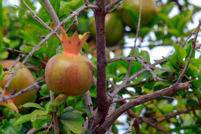 Обои картинки фото природа, плоды, гранат