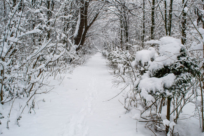 Обои картинки фото природа, зима, снег