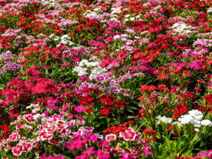 Картинка цветы гвоздики гвоздика шабо