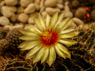 обоя цветы, кактусы, колючки