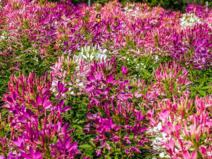 Картинка цветы клеомы розовый