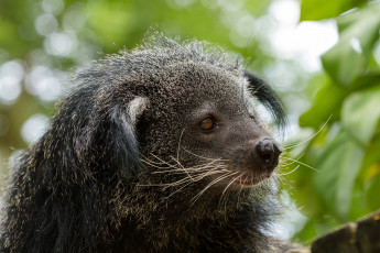 Картинка binturong животные бинтуронги бинтуронг млекопитающие виверровые хищники шерсть морда когти хвост