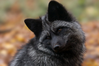 Картинка чернобурая+лисица животные лисы чернобурая лисица black fox чернобурка псовые лисицы млекопитающие мех пушнина чёрная лиса хищник