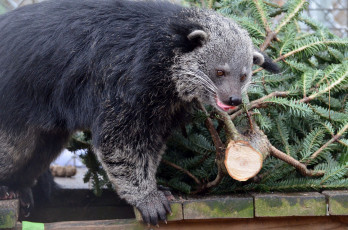 Картинка binturong животные бинтуронги бинтуронг млекопитающие виверровые хищники шерсть морда когти хвост