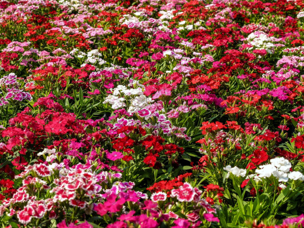 Обои картинки фото цветы, гвоздики, гвоздика, шабо