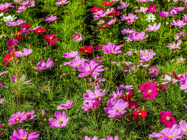 Обои картинки фото цветы, космея, розовый