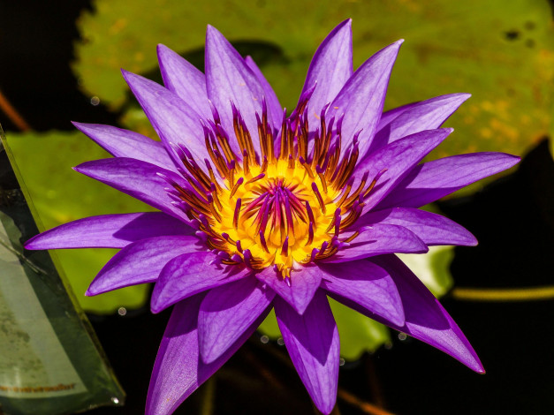 Обои картинки фото цветы, лотосы, макро