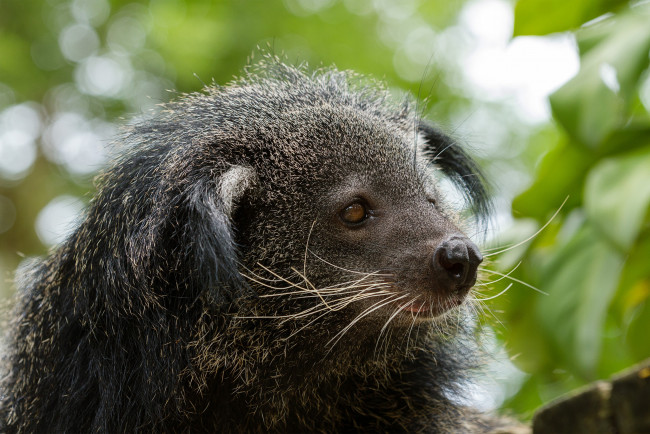 Обои картинки фото binturong, животные, бинтуронги, бинтуронг, млекопитающие, виверровые, хищники, шерсть, морда, когти, хвост