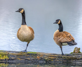 Картинка животные гуси